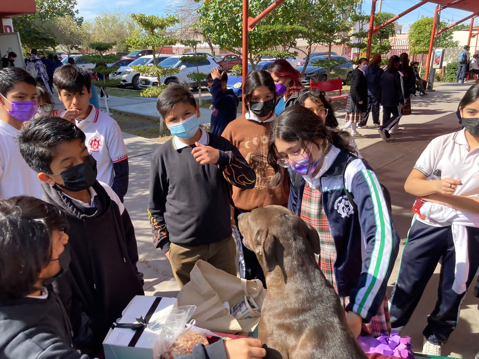 Estudiantes adoptaron a perrita embarazada y dieron hogar a sus 8 cachorros. Fuente: Facebook.