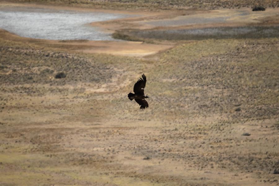 Liberación cóndor Patagonia